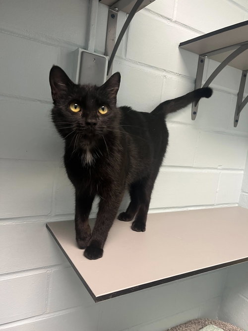 Robin, Young Domestic Short Hair (short coat), cat for adoption in Iowa City, Iowa