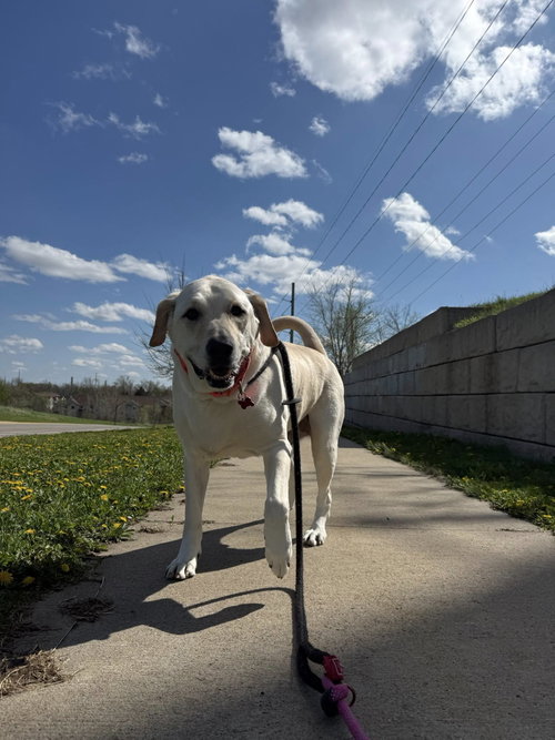 Butter, an adoptable Labrador Retriever in Cedar Rapids, IA