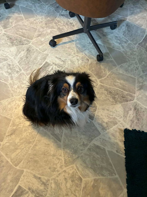 picture of the dog needing adoption