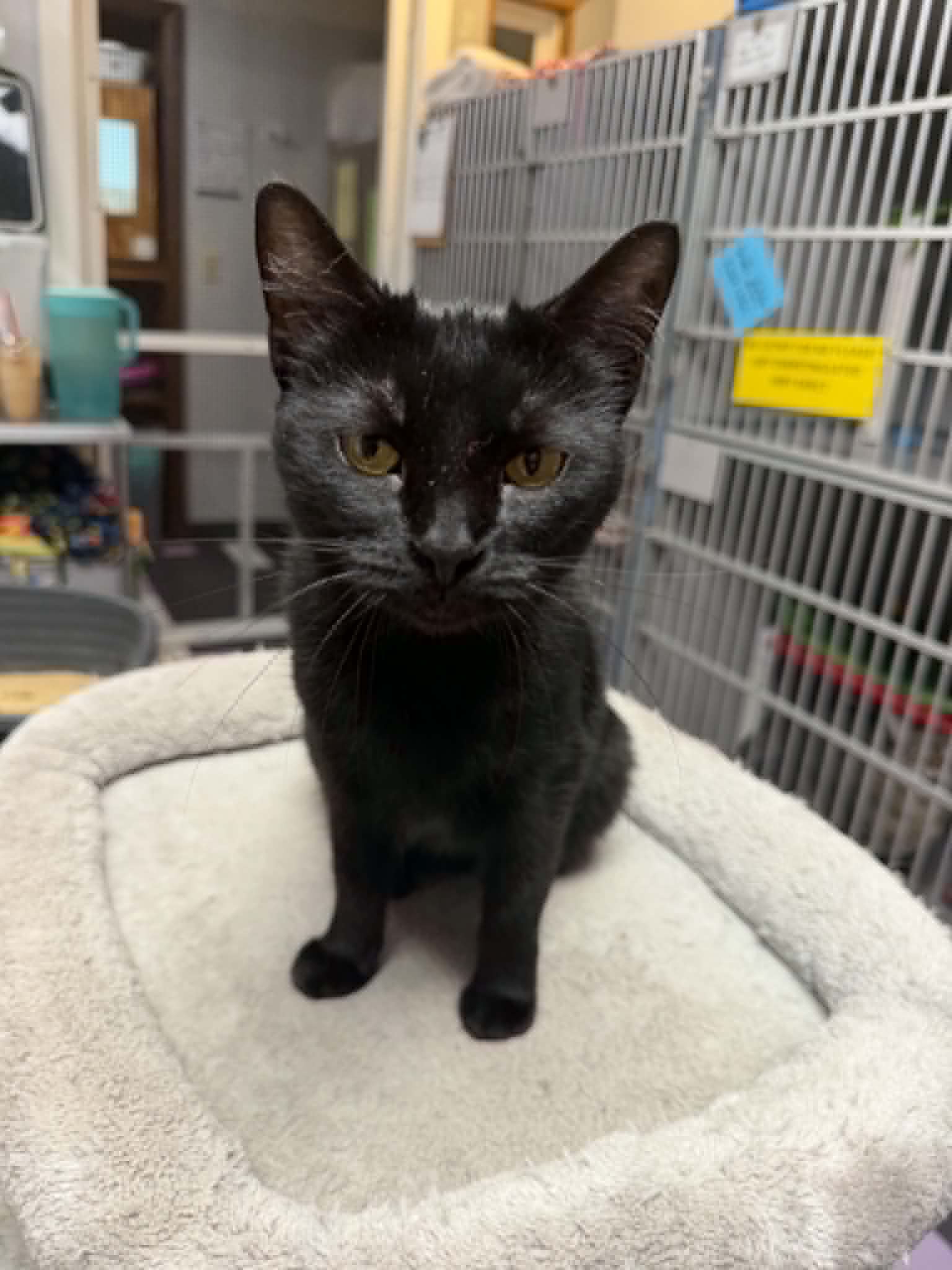 Birdie - Domestic Short Hair