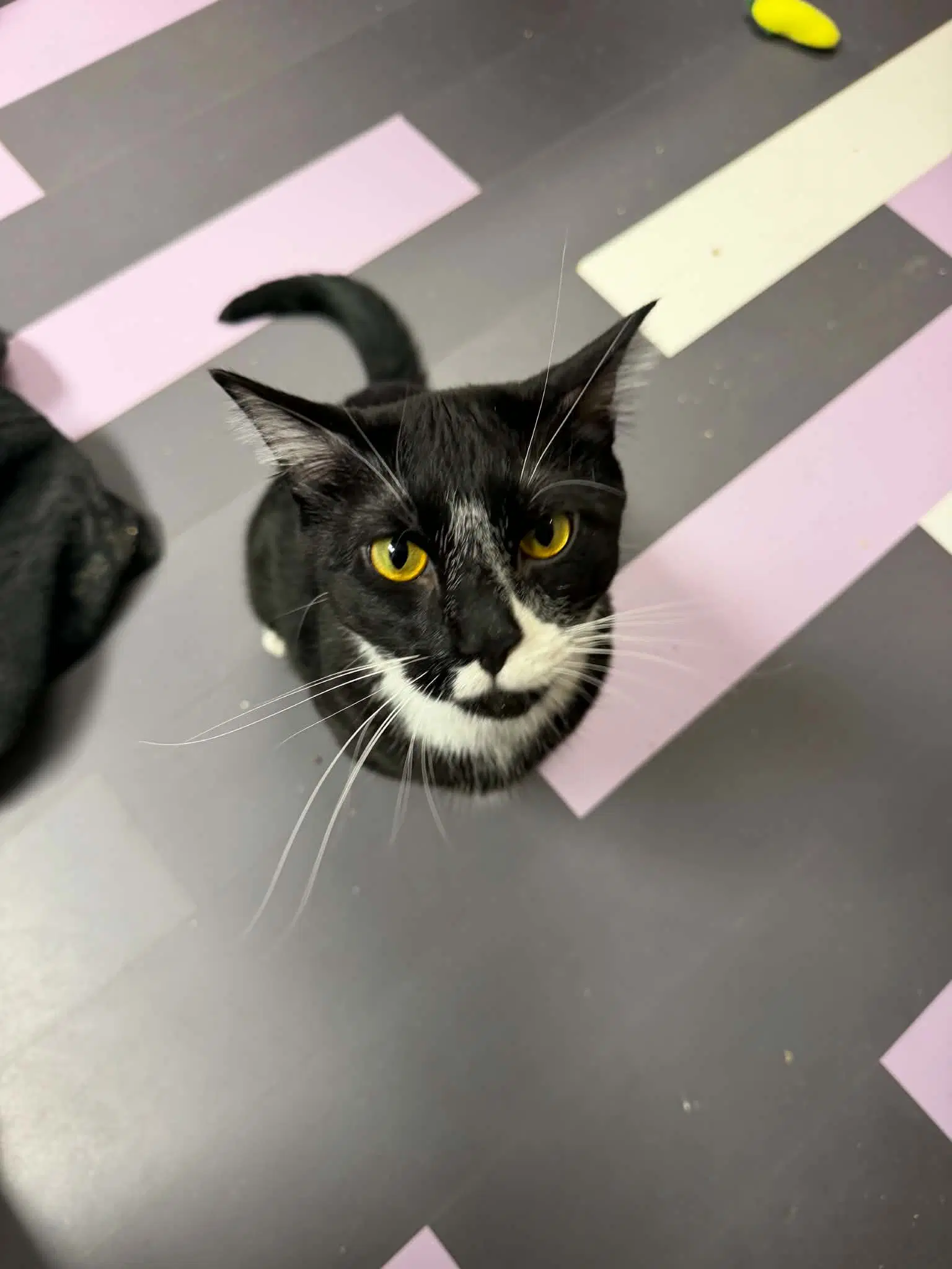Smoky - Domestic Short Hair