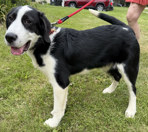 Zip, an adoptable Border Collie in Cedar Rapids, IA