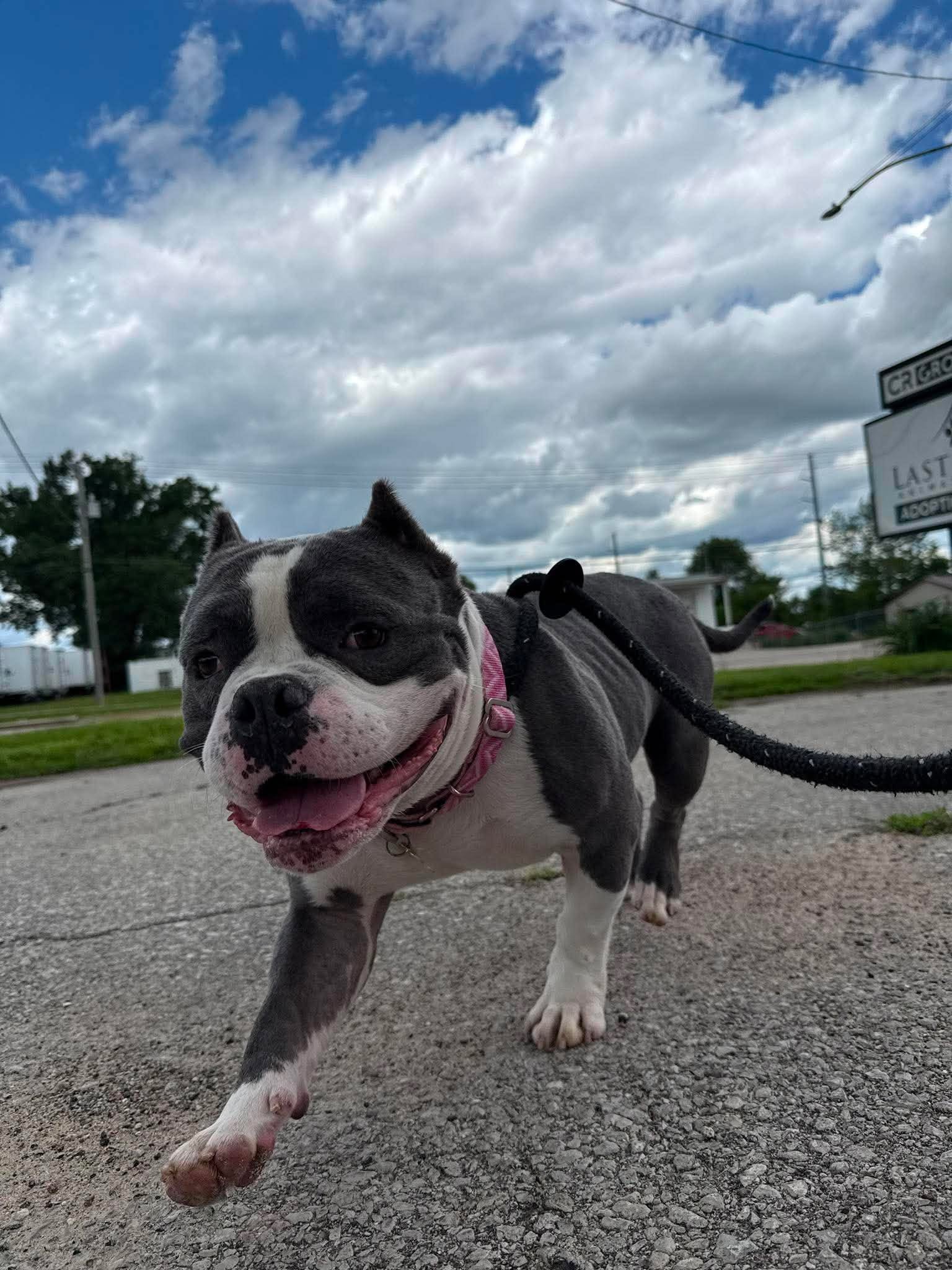 Taco - English Bulldog