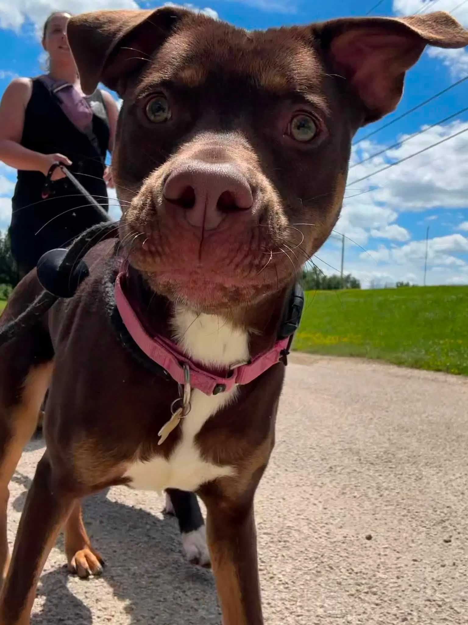 Qp Quarter Pounder - Pit Bull Terrier