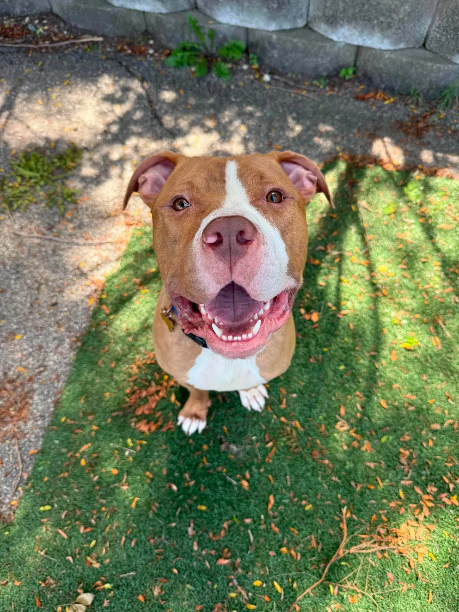 Trooper - Pit Bull Terrier