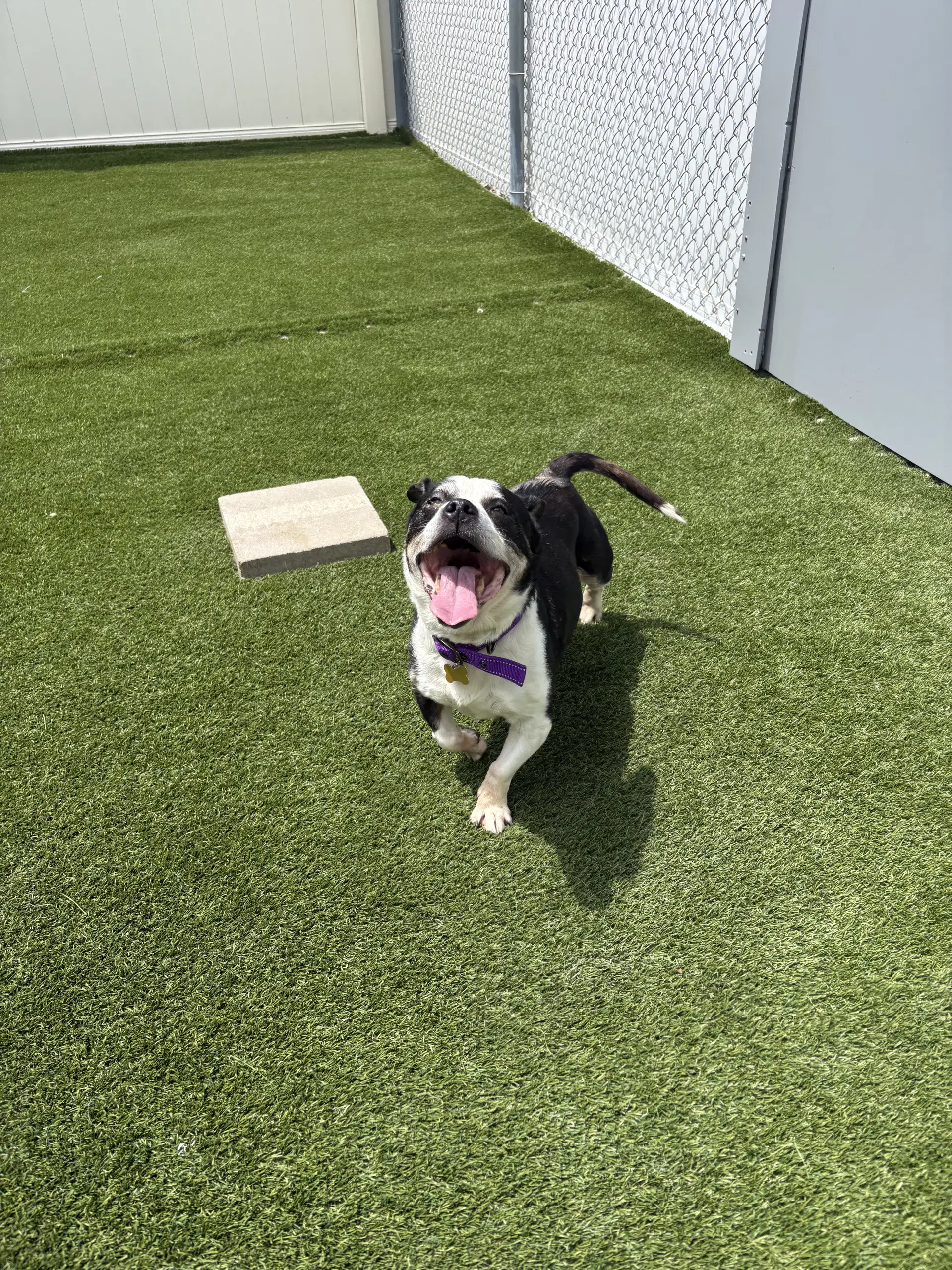 Charlie image 3