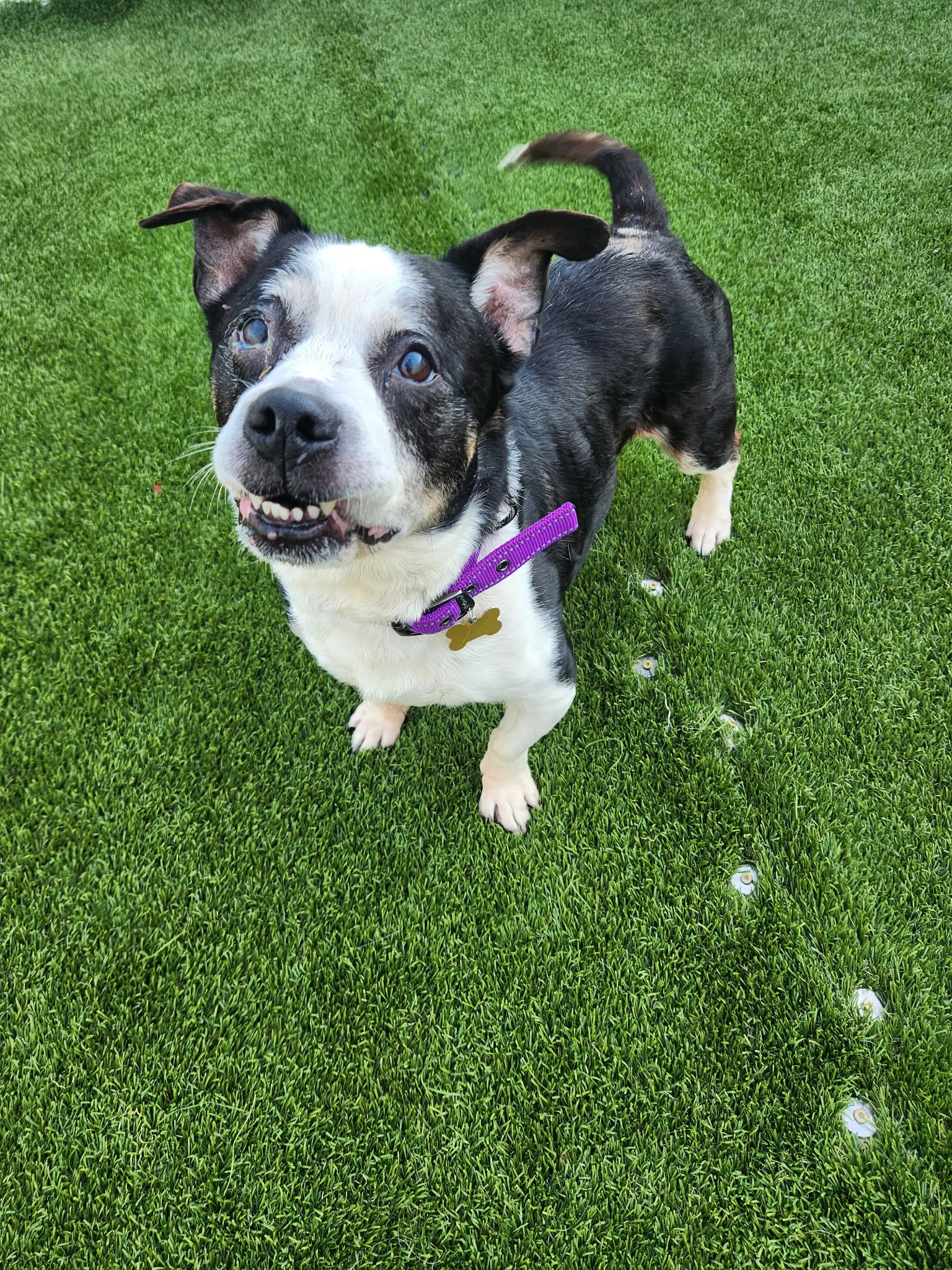 Charlie - Terrier