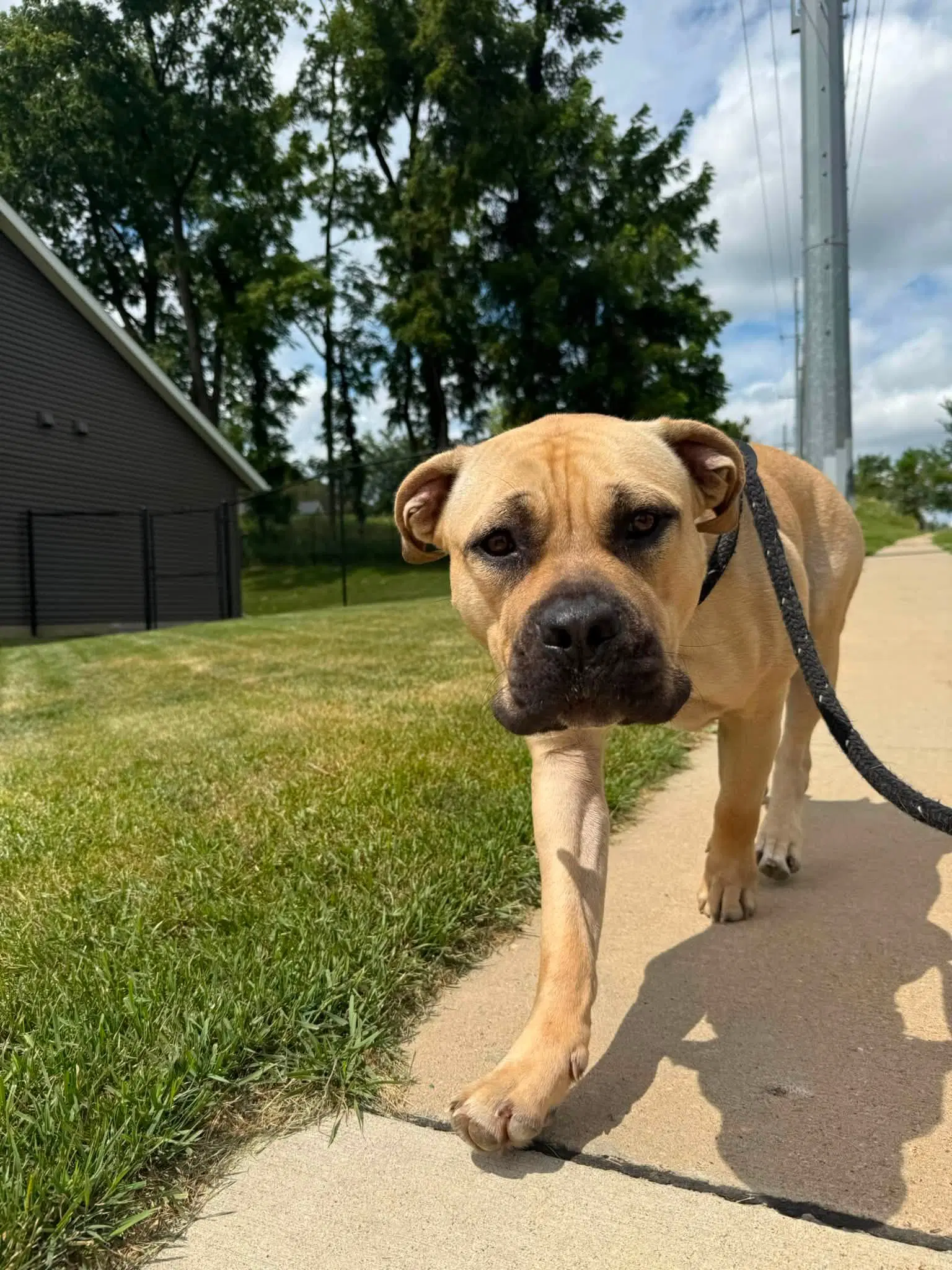 Ella Mae - Mastiff