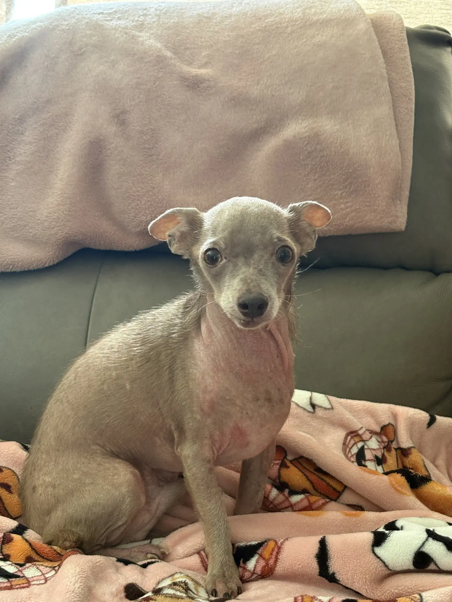 Gus - Chihuahua