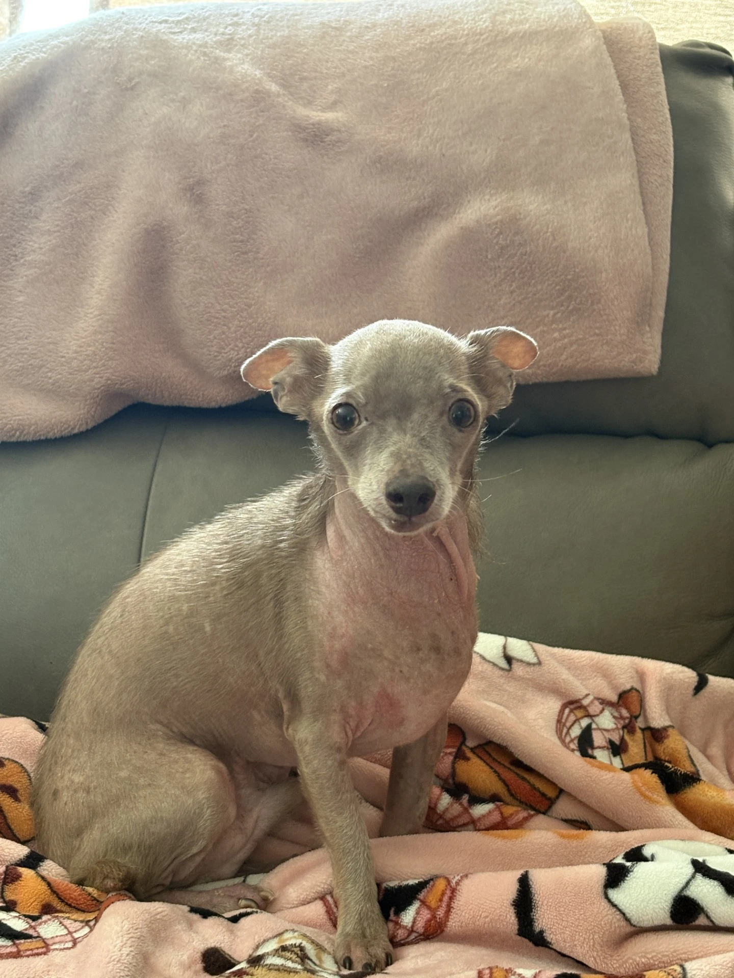 Gus