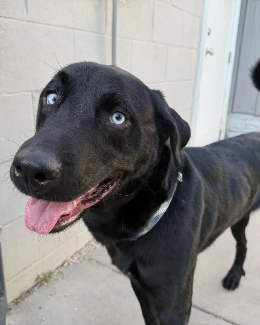 Toby - Labrador Retriever