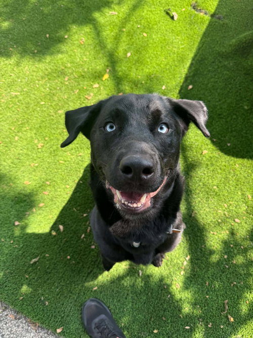 picture of the dog needing adoption