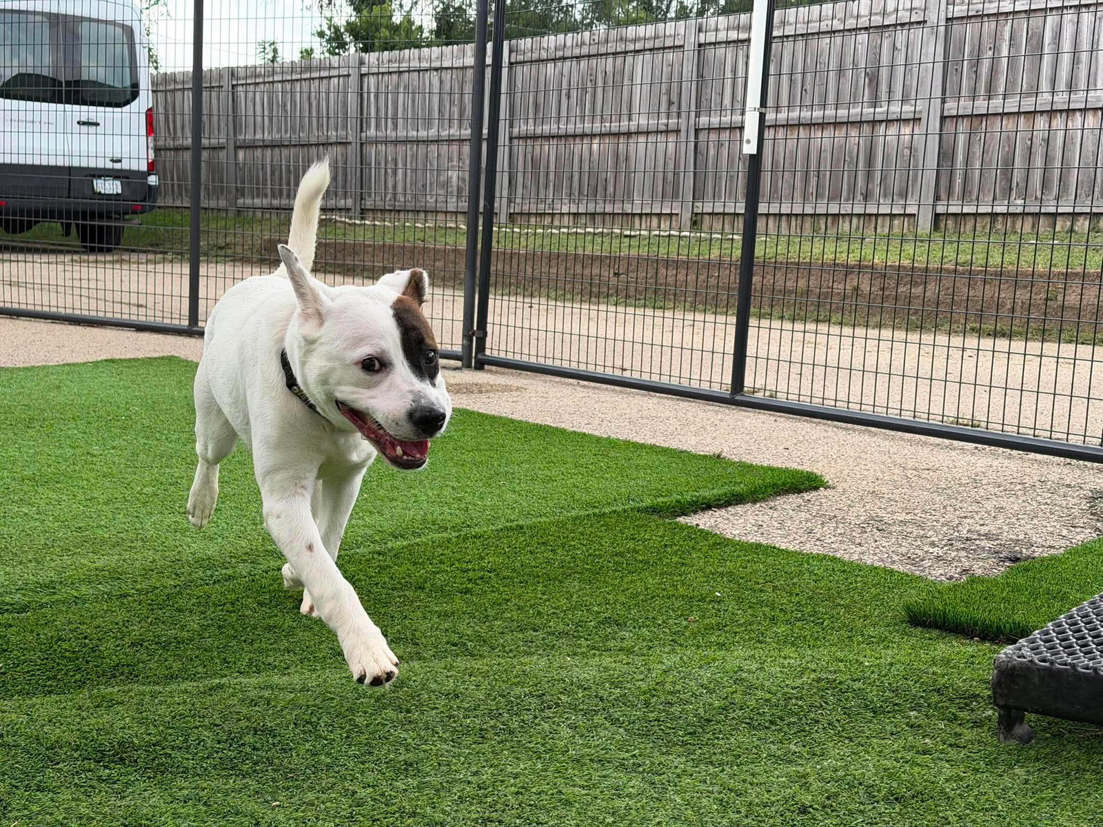 Dr. Seuss, Pit Bull Terrier