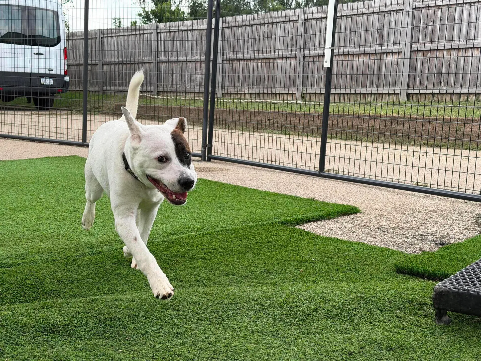 Dr Seuss - Pit Bull Terrier