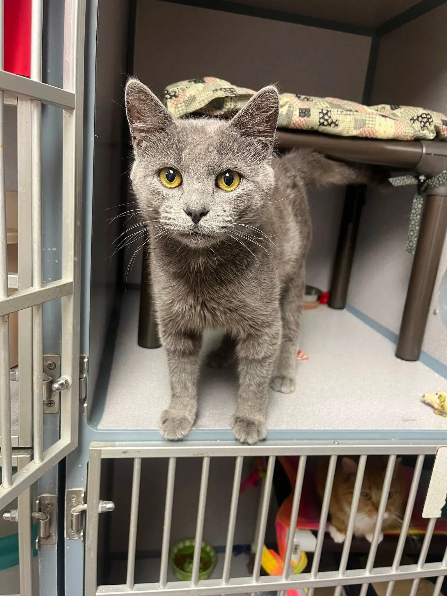 Fletcher - Domestic Short Hair
