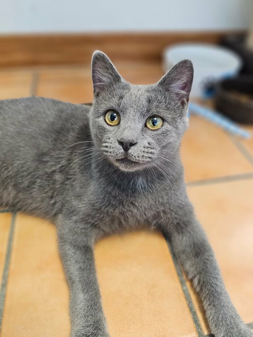 picture of the cat needing adoption