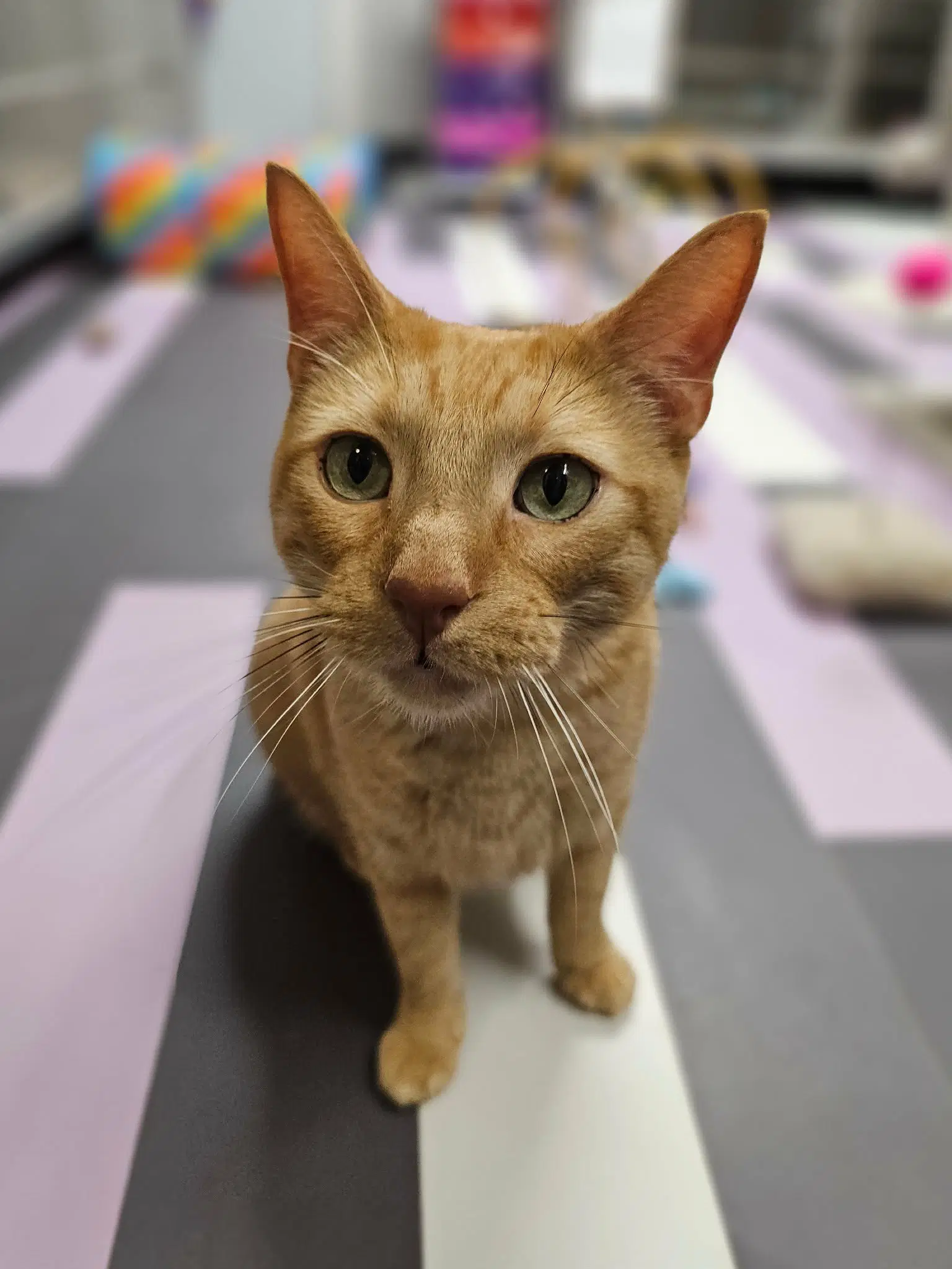 Tony - Domestic Short Hair