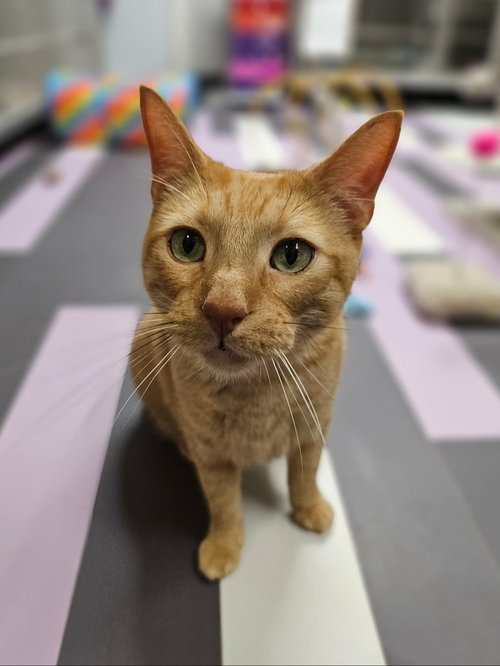 picture of the cat needing adoption