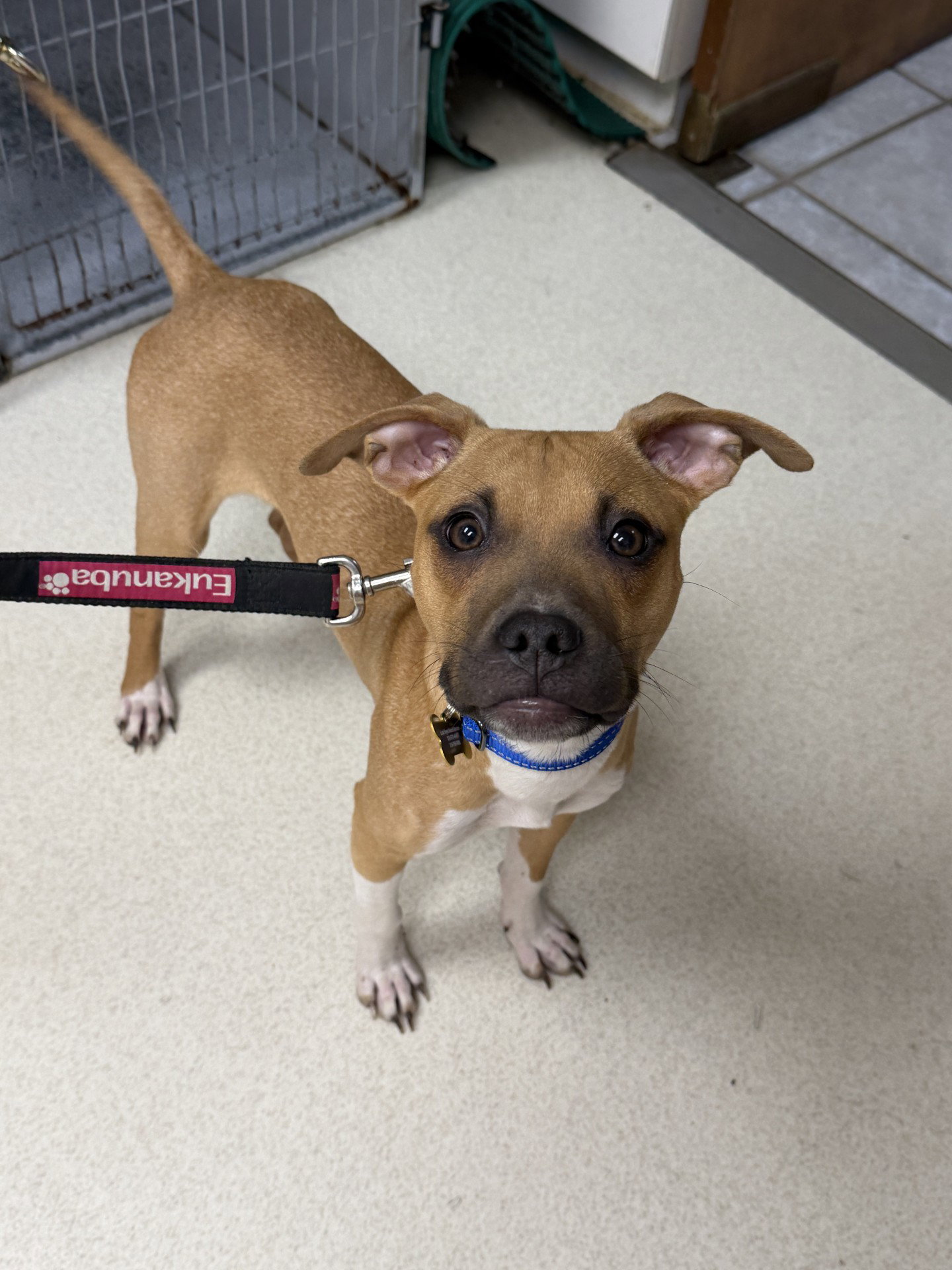 Dobby, Pit Bull Terrier