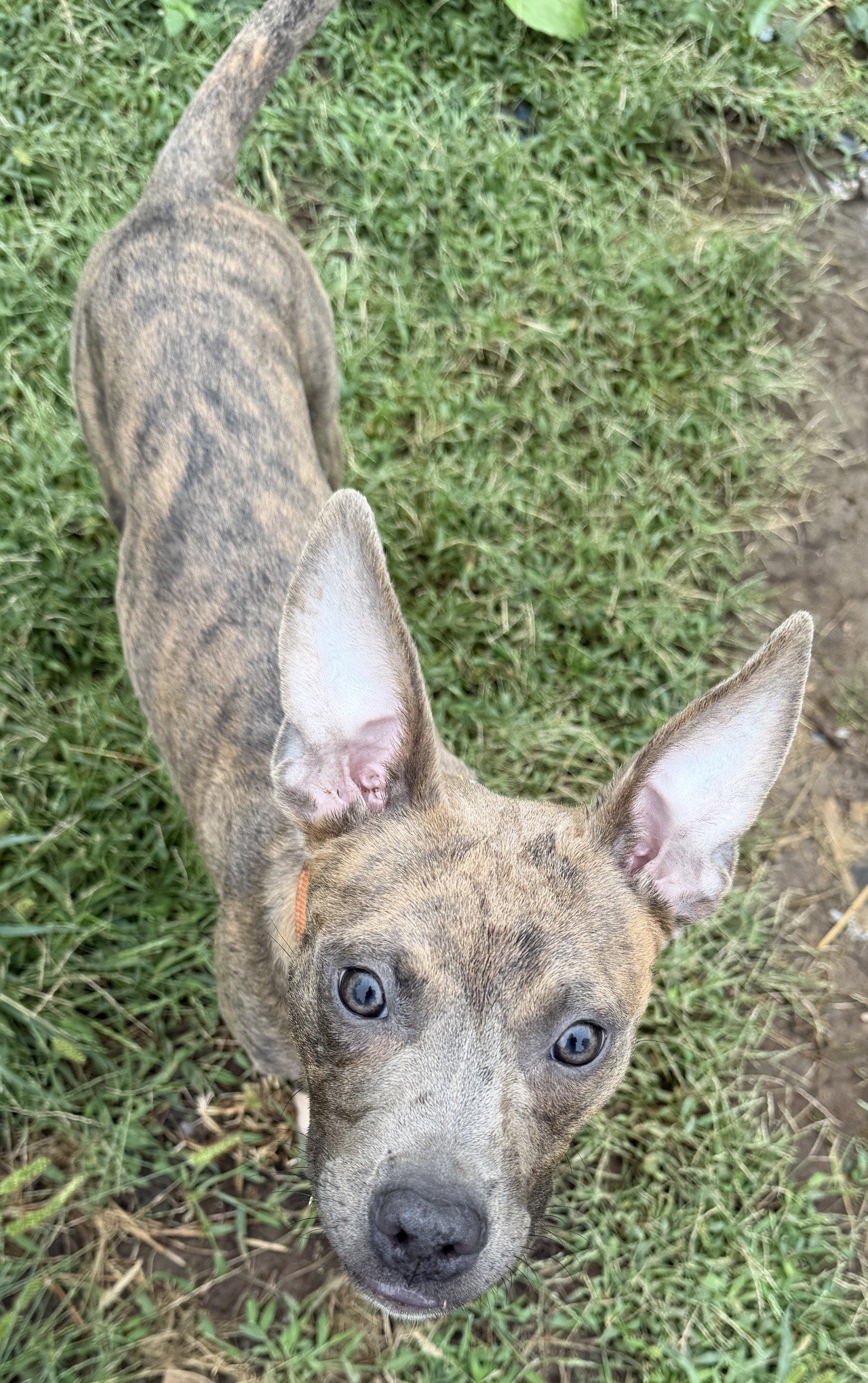 Dora, Pit Bull Terrier