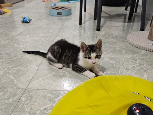 picture of the cat needing adoption