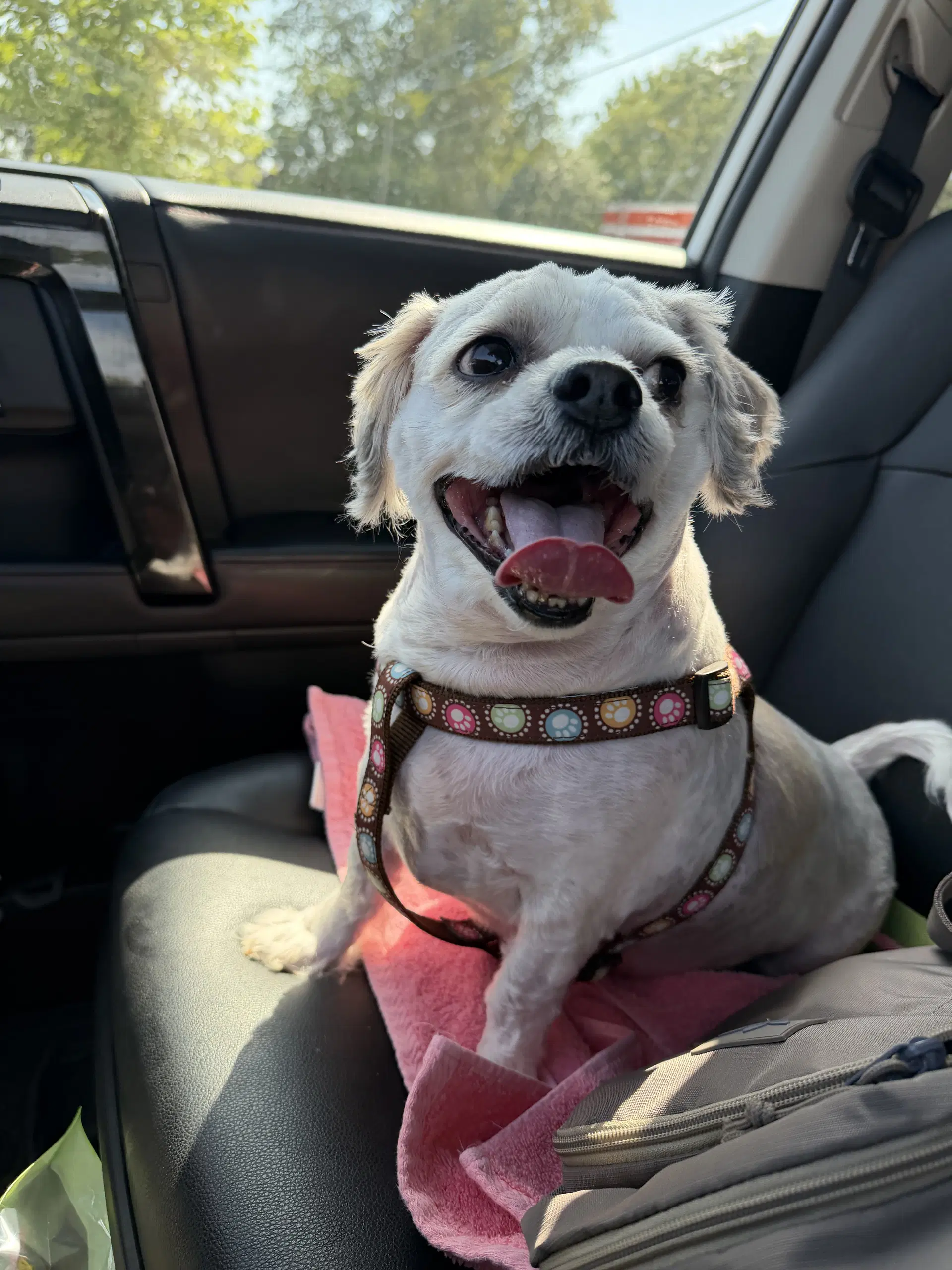 Roscoe image 2