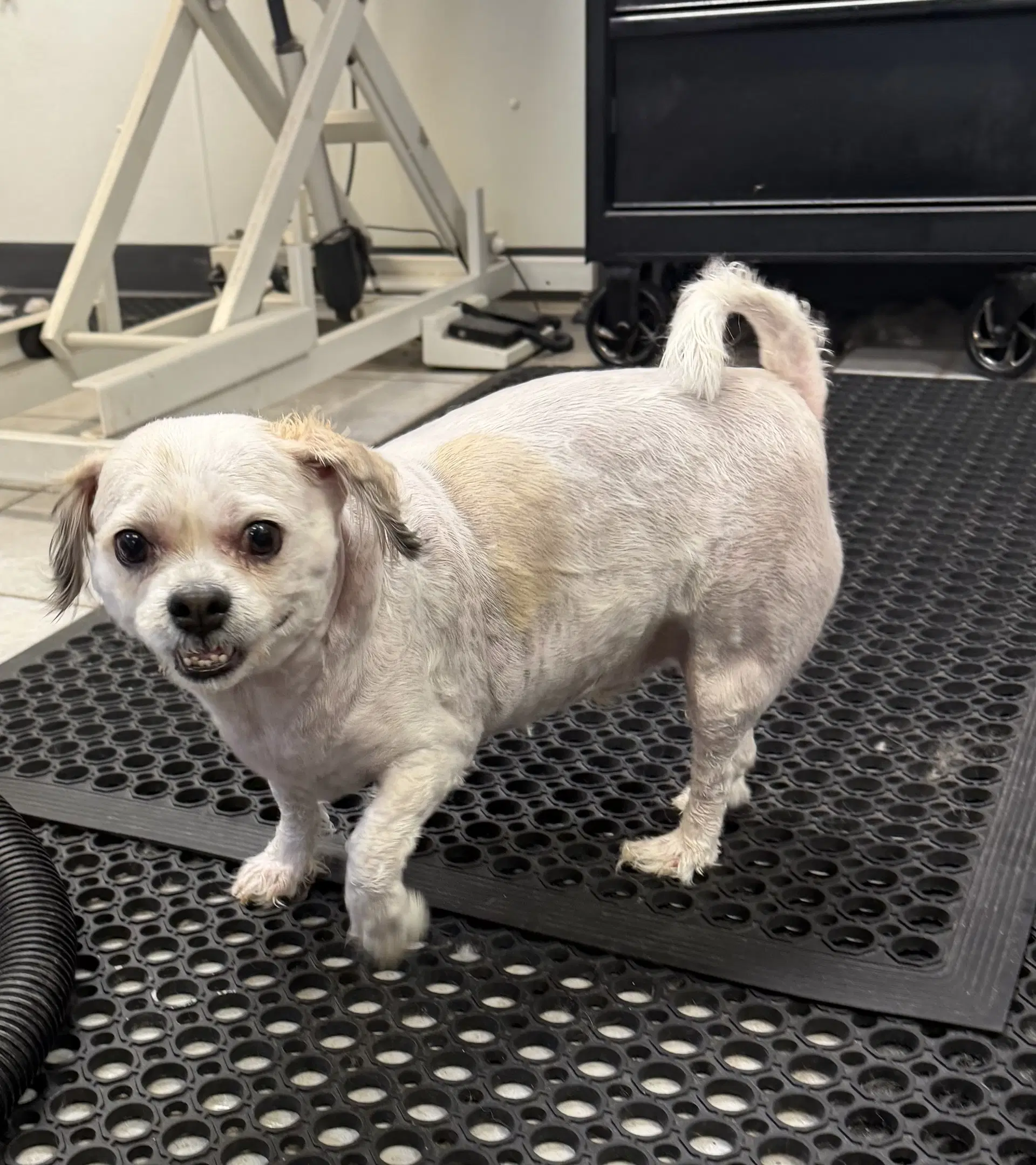 Roscoe image 3