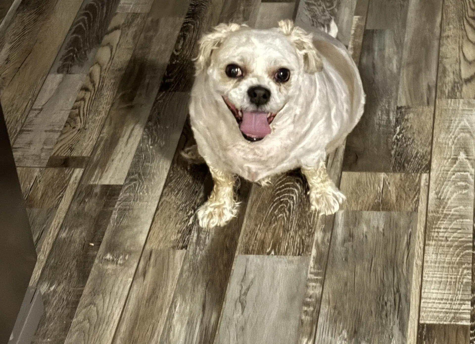 Roscoe - Shih Tzu
