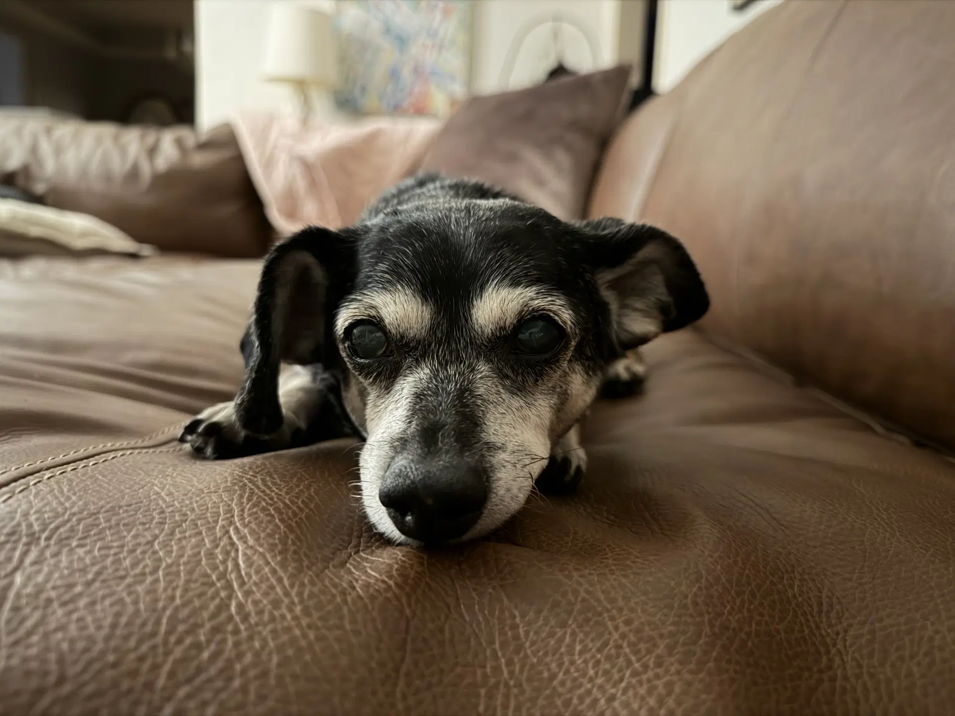 Oliver - Dachshund
