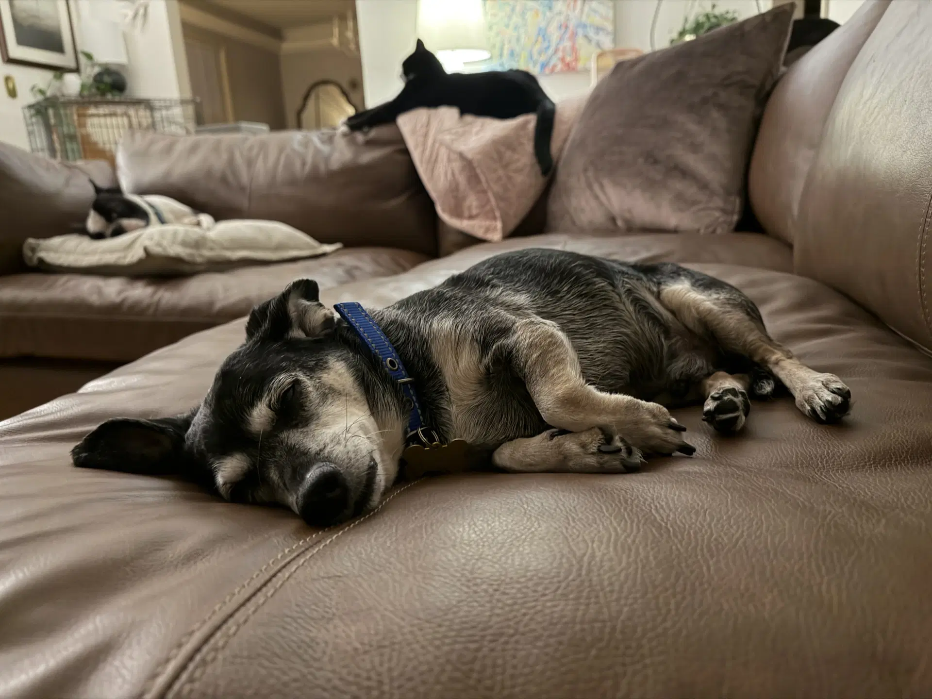 Oliver image 2