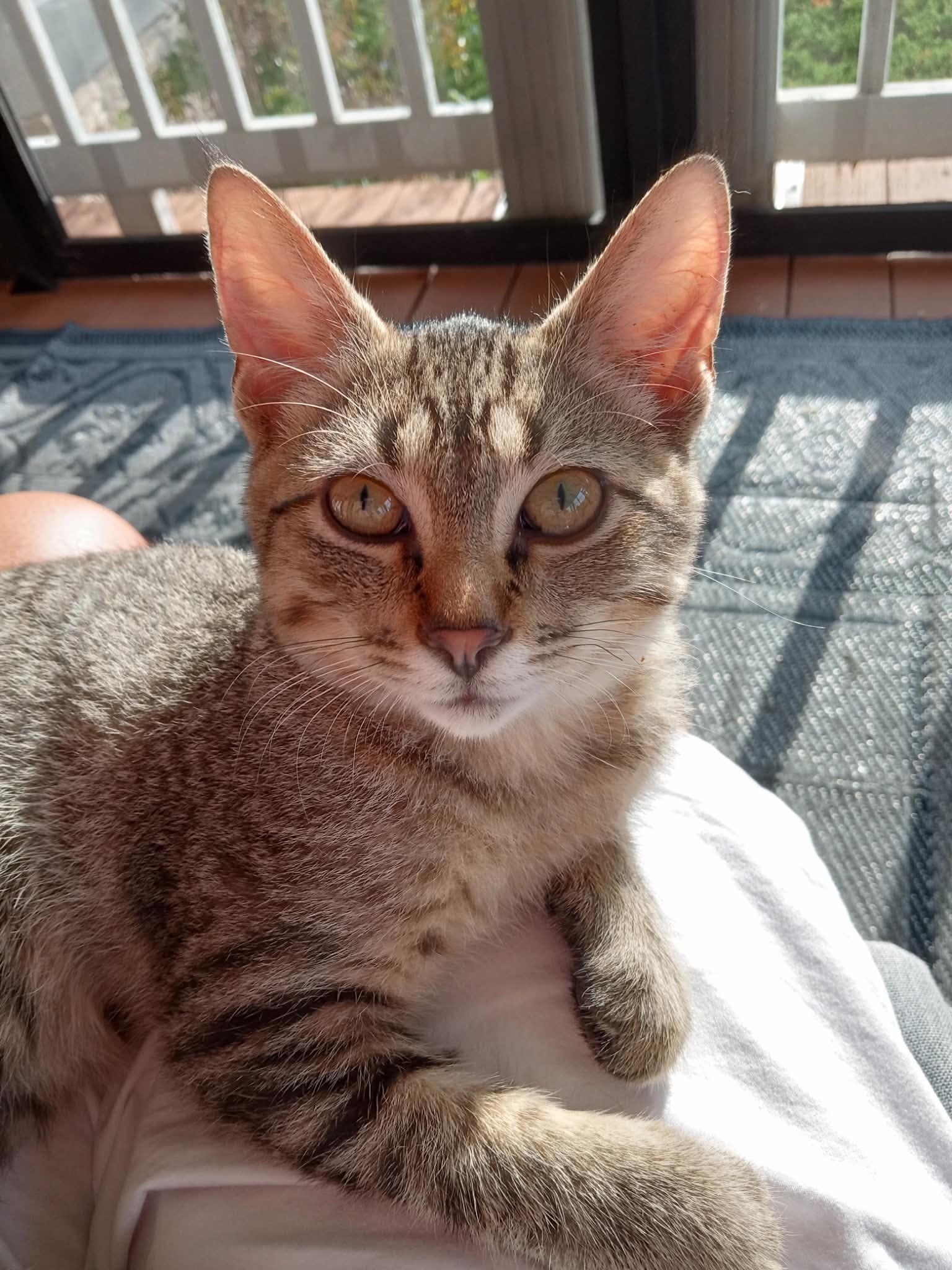 Minnow