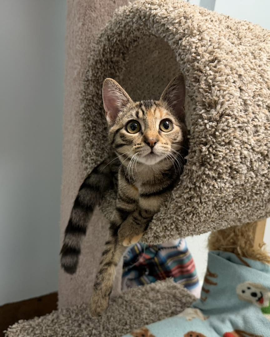 Bailey, Torbie