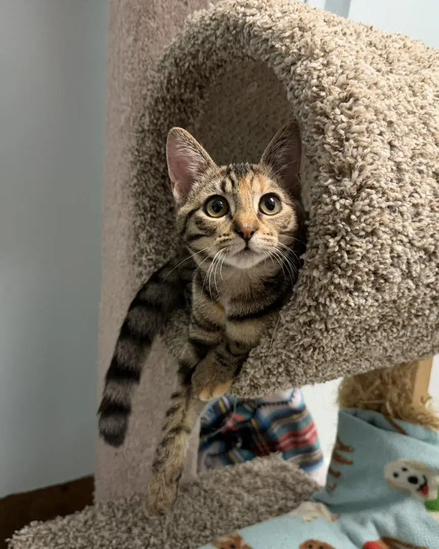 Bailey - Torbie