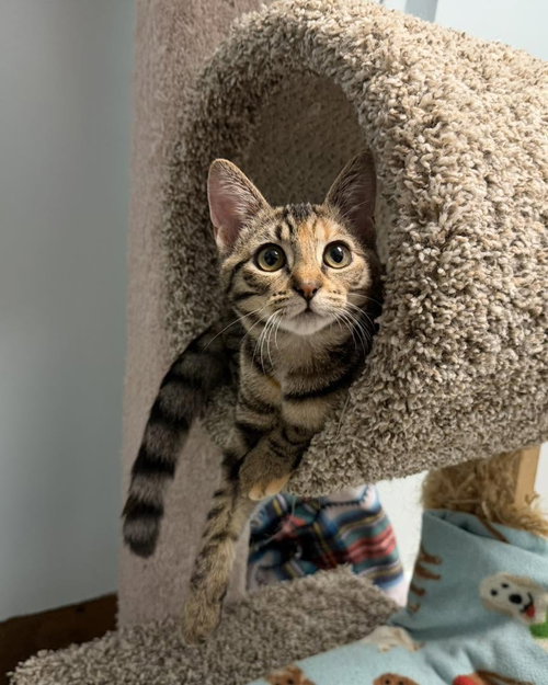 Bailey, Torbie / Domestic Short Hair (short coat)