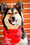 Hattie