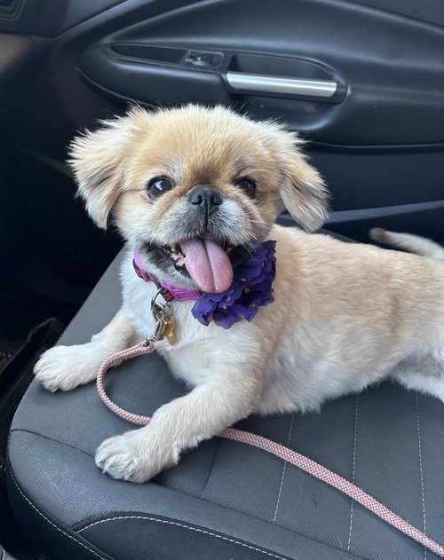 picture of the dog needing adoption