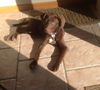 Tia