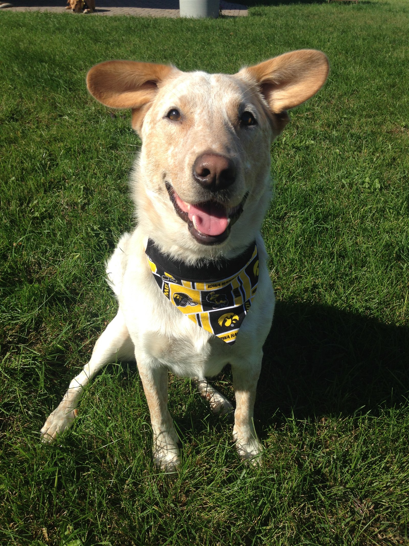 adoptable Dog in Cedar Rapids, IA named Duke/Jock