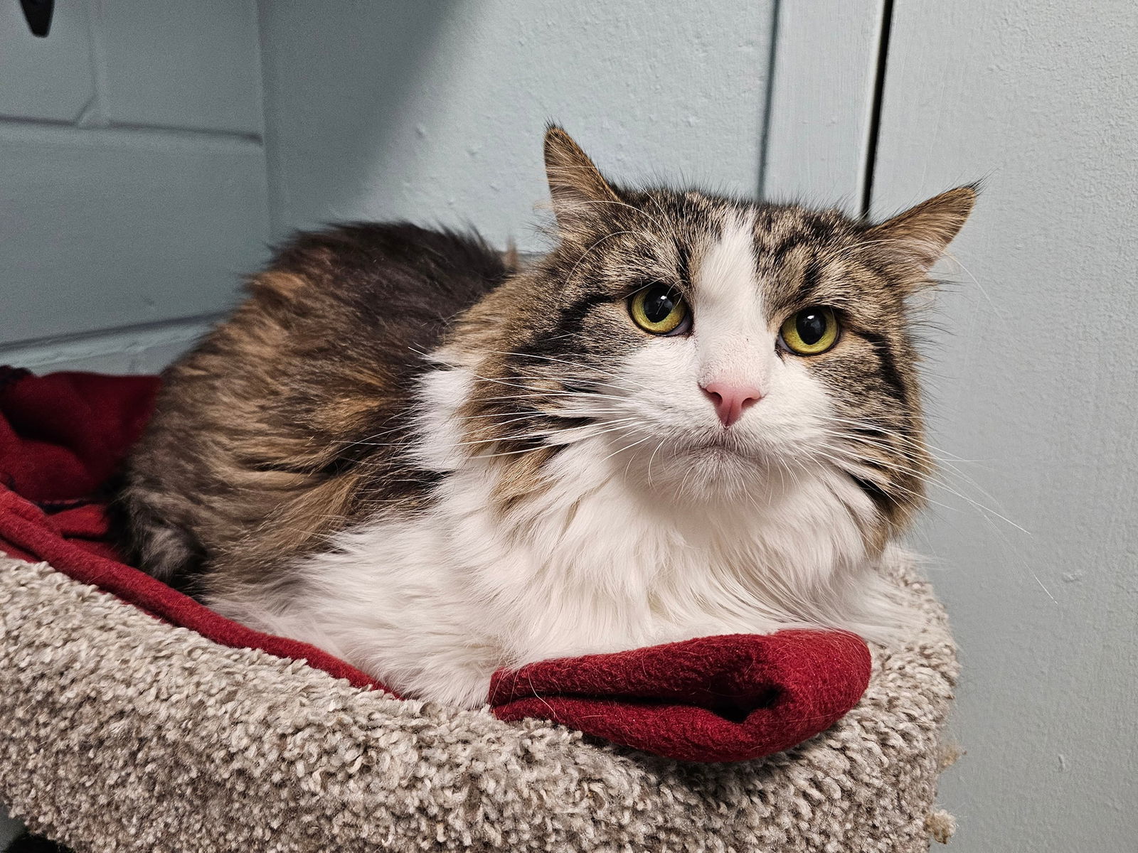 adoptable Cat in Cedar Rapids, IA named Isabel