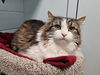adoptable Cat in , IA named Isabel