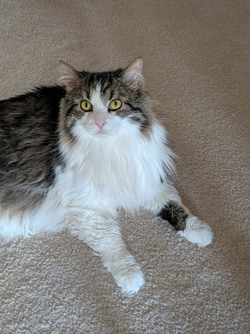 picture of the cat needing adoption