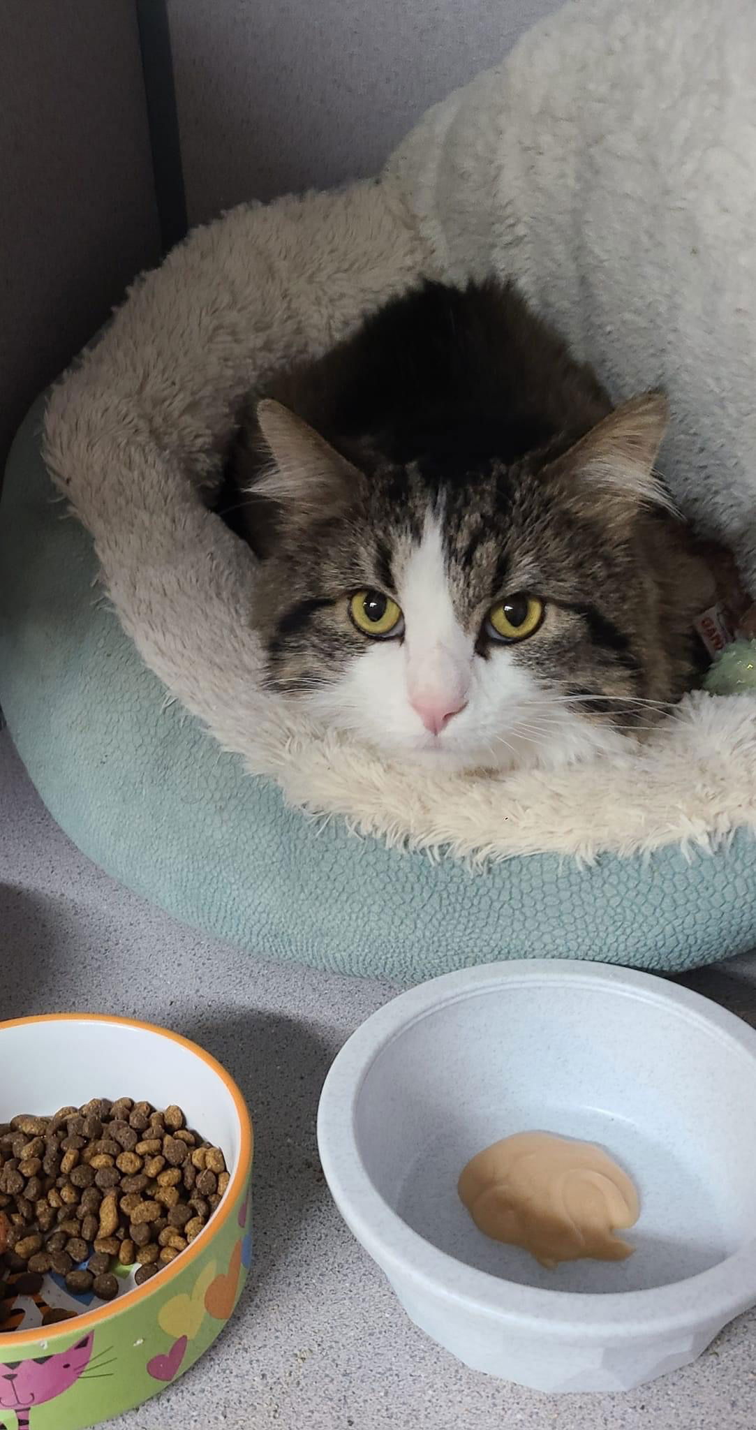 adoptable Cat in Cedar Rapids, IA named Isabel