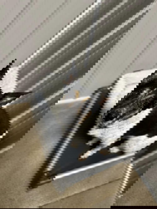 animal-image