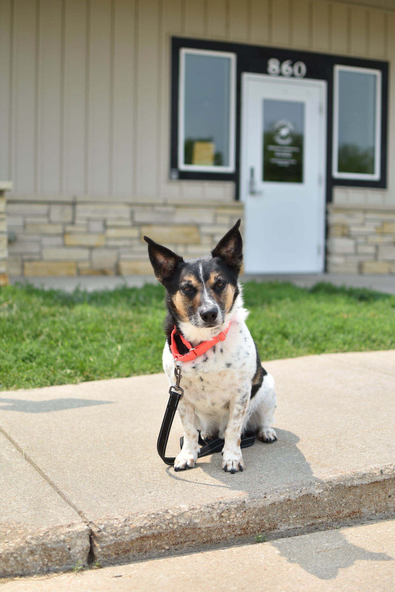 adoptable Dog in Cedar Rapids, IA named Oscar K