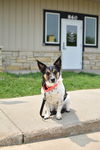 adoptable Dog in  named Oscar K