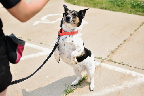 OSCAR K - Corgi available for adoption