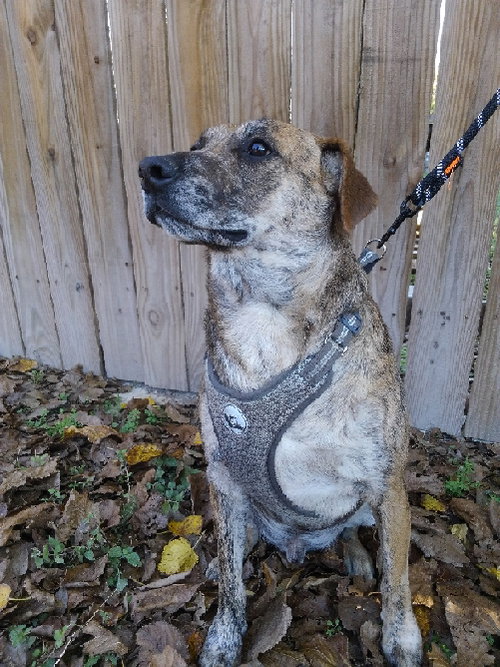 NICK - Catahoula Leopard Dog / Shepherd available for adoption