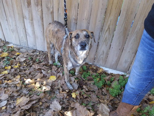 NICK - Catahoula Leopard Dog / Shepherd available for adoption