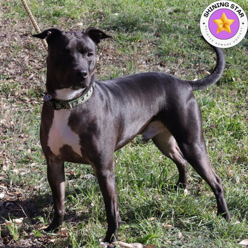 ROBBIE - Pit Bull Terrier / Terrier available for adoption