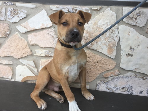 CLARK - Retriever / Terrier available for adoption